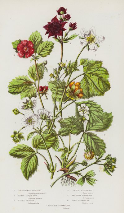 Plantas con flores de Gran Bretaña: Procumbent Sibbaldia, Marsh Cinque Foil, Stone Bramble, Arctic Raspberry, Mountain Raspberry, Wood Strawberry, Hautboy Strawberry (litografía en color) de English School
