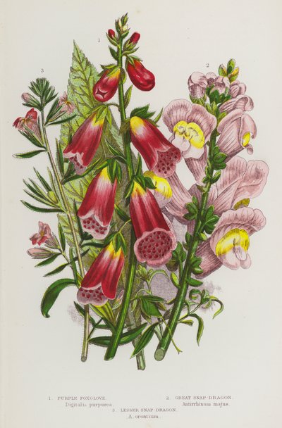 Plantas con flores de Gran Bretaña: Digitalis purpurea, Gran dragón, Dragón menor de English School
