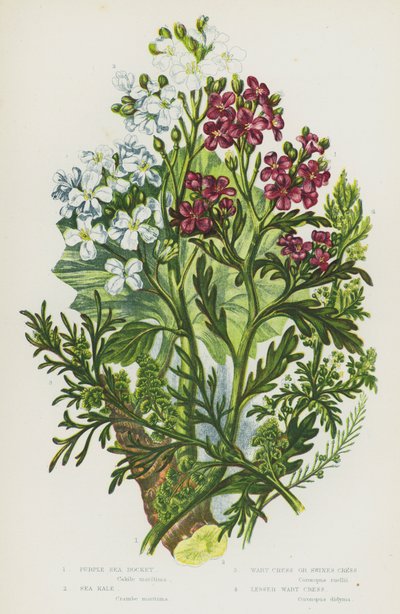 Plantas con flores de Gran Bretaña: Cohete de mar púrpura, Col rizada de mar, Berro de verruga o Berro de cerdo, Berro de verruga menor de English School