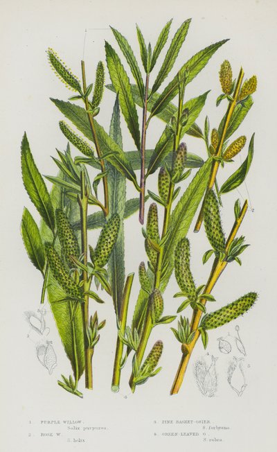Plantas con Flores de Gran Bretaña: Sauce Púrpura, Sauce Rosa, Mimbre de Cesta de Pino, Mimbre de Hojas Verdes de English School