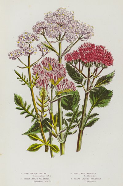 Plantas con flores de Gran Bretaña: Valeriana de espolón rojo, Valeriana de pantano pequeña, Gran valeriana silvestre, Valeriana de hoja de corazón (litografía en color) de English School