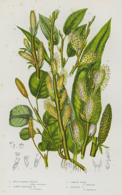 Plantas con flores de Gran Bretaña: Reticulated Willow, Downy Mountain Willow, Common Osier, Auricled Osier (litografía en color) de English School