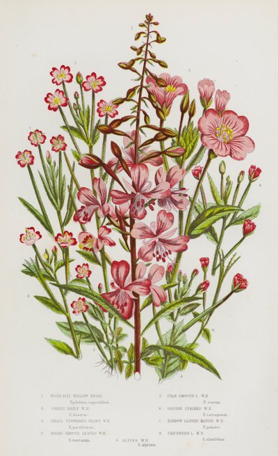 Plantas con flores de Gran Bretaña: Hierba de sauce de bahía rosa, Hierba de sauce grande y peluda, Hierba de sauce de flor pequeña y peluda, Hierba de sauce de hoja ancha y lisa, Hierba de sauce de hoja pálida y lisa, Hierba de sauce de tallo cuadrado, Hi de English School