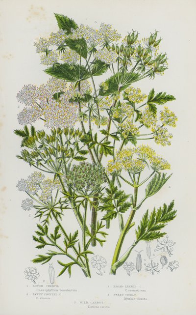 Plantas con flores de Gran Bretaña: Chervil áspero, Chervil de fruto leonado, Chervil de hoja ancha, Cicely dulce, Zanahoria silvestre (litografía en color) de English School