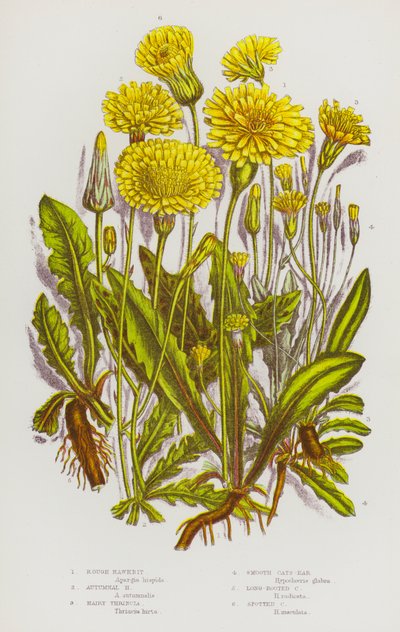Plantas con flores de Gran Bretaña: Hawkbit áspero, Hawkbit otoñal, Thrincia peluda, Oreja de gato lisa, Oreja de gato de raíz larga, Oreja de gato manchada (litografía en color) de English School