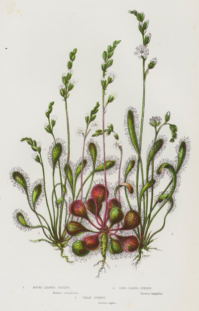 Plantas con flores de Gran Bretaña: Rocio de hoja redonda, Rocio de hoja larga, Gran rocio (litografía en color) de English School
