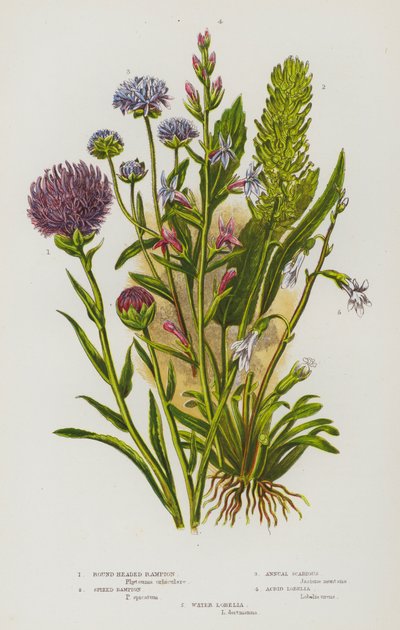 Plantas con flores de Gran Bretaña: Rampion de cabeza redonda, Rampion de púas, Escabiosa anual, Lobelia acrida, Lobelia acuática (litografía en color) de English School