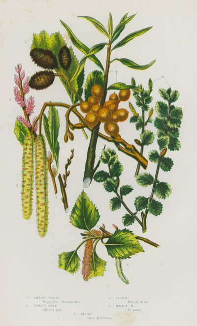 Plantas con flores de Gran Bretaña: Espino amarillo, Vendaval dulce, Abedul, Abedul enano, Aliso (litografía en color) de English School