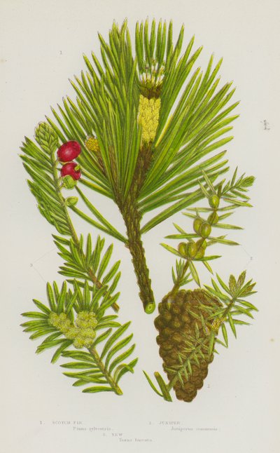 Plantas con flores de Gran Bretaña: Pino escocés, Enebro, Tejo de English School