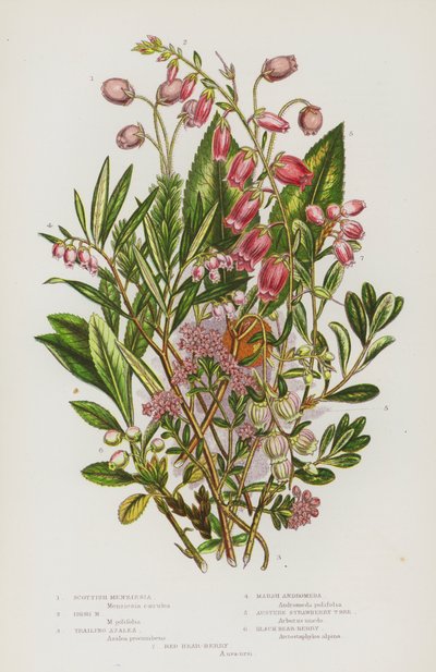Plantas con flores de Gran Bretaña: Menziesia escocesa, Menziesia irlandesa, Azalea rastrera, Andrómeda de los pantanos, Madroño austero, Baya de oso negra, Baya de oso roja (litografía en color) de English School