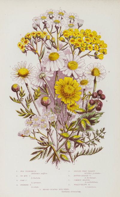 Plantas con flores de Gran Bretaña: Manzanilla marina, Manzanilla de ojo de buey, Manzanilla de maíz, Manzanilla apestosa, Milenrama de estornudo, Milenrama de hoja punteada, Milenrama común, Milenrama amarilla lanuda, Hierba de bardana de hoja ancha (lito de English School