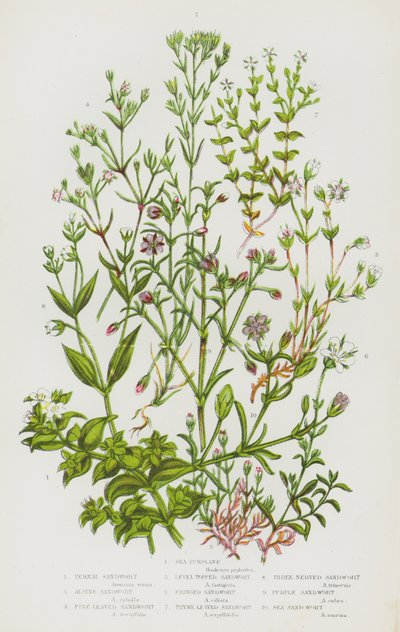 Plantas con flores de Gran Bretaña: Verdolaga de mar, Artemisa vernal, Artemisa alpina, Artemisa de hojas finas, Artemisa cubierta, Artemisa con flecos, Artemisa de hojas de tomillo, Artemisa de tres nervios, Artemisa púrpura, Artemisa de mar (litografía e de English School