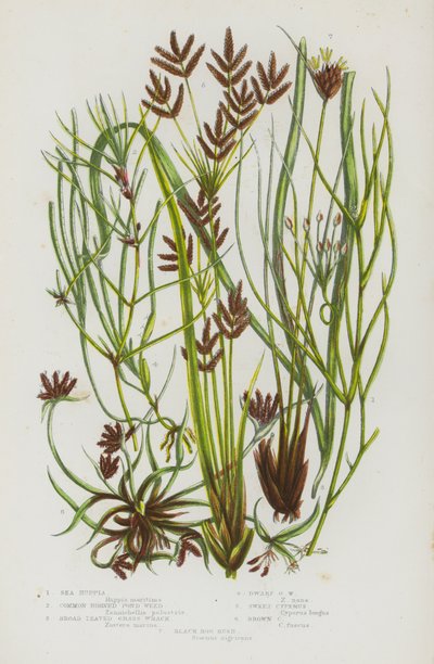 Plantas con flores de Gran Bretaña: Ruppia marina, hierba de los estanques, fucus de hoja ancha, fucus enano, ciprés dulce, ciprés pardo, junco negro de los pantanos (litografía en color) de English School