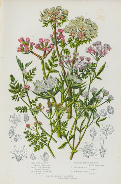 Plantas con flores de Gran Bretaña: Zanahoria de mar, perejil pequeño, perejil grande, perejil de seto erguido, perejil de seto esparcido, perejil de seto nudoso, hinojo de mar (litografía en color). de English School