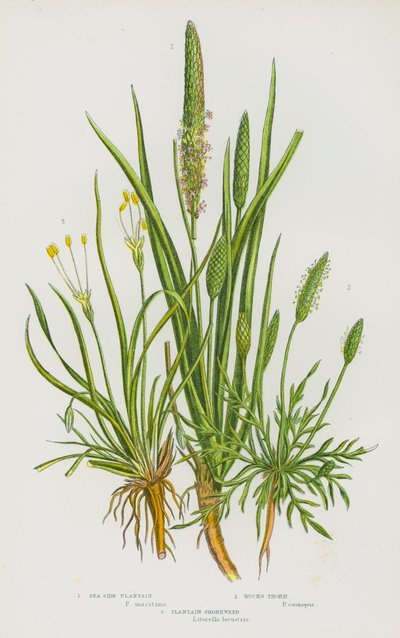 Plantas con flores de Gran Bretaña: Sea Side Plantain, Bucks Thorn, Plantain Shoreweed (litografía en color) de English School