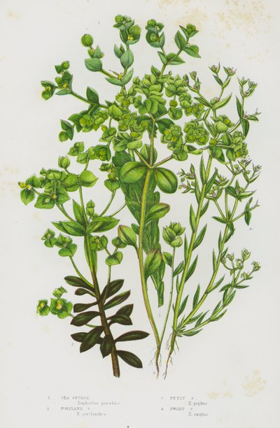Plantas con flores de Gran Bretaña: Sea Spurge, Portland Spurge, Petty Spurge, Dwarf Spurge (litografía en color) de English School
