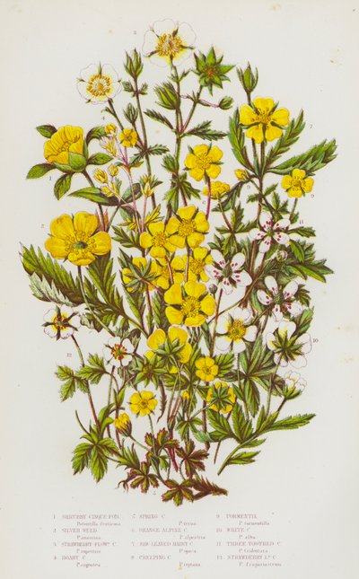 Plantas con flores de Gran Bretaña: Cinque-Foil arbustivo, Silver Weed, Cinque-Foil con flores de fresa, Hoary Cinque-Foil, Spring Cinque-Foil, Orange Alpine Cinque-Foil, Saw-Leaved Hairy Cinque-Foil, Creeping Cinque-Foil, Tormentil, White Cinque-Foil, Thr de English School
