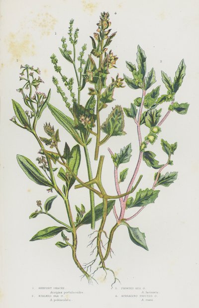 Plantas con flores de Gran Bretaña: Shrubby Orache, Stalked Sea Orache, Frosted Sea Orache, Spreading Fruited Orache (litografía en color) de English School