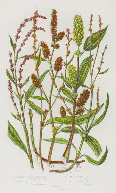 Plantas con Flores de Gran Bretaña: Persicaria de Cabeza Delgada, Persicaria de Flor Pálida, Persicaria de Flor Laxa, Persicaria Rastrera Pequeña, Persicaria Mordedora (litografía en color) de English School