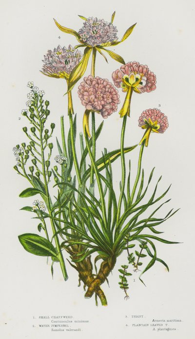 Plantas con flores de Gran Bretaña: Hierba de paja pequeña, Pimpinela de agua, Ahorro, Ahorro de hojas de plátano de English School