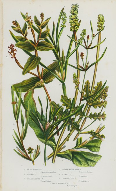 Plantas con Flores de Gran Bretaña: Potamogeton Pequeño, Potamogeton Herboso, Potamogeton de Hojas Afiladas, Potamogeton Similar a Hierba de Algas, Potamogeton Rizado, Potamogeton Perfoliado, Potamogeton de Tallo Largo de English School