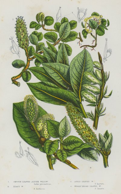 Plantas con Flores de Gran Bretaña: Sauce Alpino de Hojas Lisas, Sauce Menor, Sauce de Hojas de Manzana, Sauce de Hojas Largas de English School