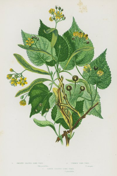 Plantas con flores de Gran Bretaña: Tilo de hojas lisas, Tilo común, Tilo de hojas grandes de English School