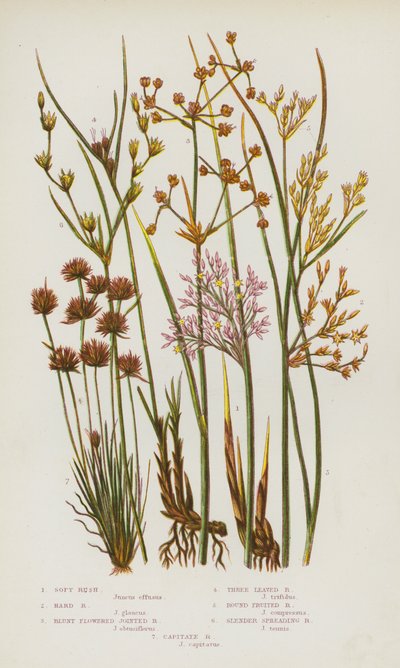 Plantas con Flores de Gran Bretaña: Junco Blando, Junco Duro, Junco de Flores Romas, Junco de Tres Hojas, Junco de Fruto Redondo, Junco Delgado y Extendido, Junco Capitulado (litografía en color) de English School
