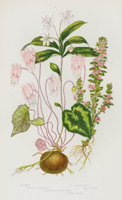Plantas con flores de Gran Bretaña: Sow Bread, Sea Milkwort, Chickweed Winter Green (litografía en color) de English School