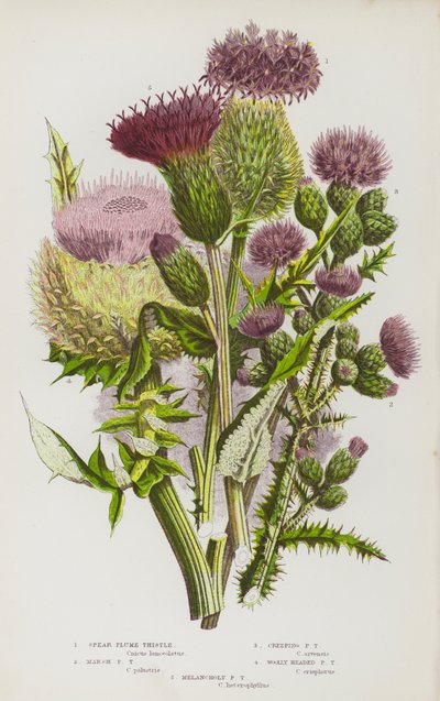 Plantas con flores de Gran Bretaña: Cardo de penacho lanceolado, Cardo de penacho palustre, Cardo de penacho rastrero, Cardo de penacho lanudo, Cardo de penacho melancólico (litografía en color) de English School
