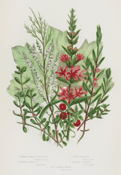 Plantas con flores de Gran Bretaña: Loosestrife púrpura espigada, Loosestrife púrpura de hojas de hisopo, Pursiane de agua, Tamarisco inglés, Briony de bayas rojas de English School
