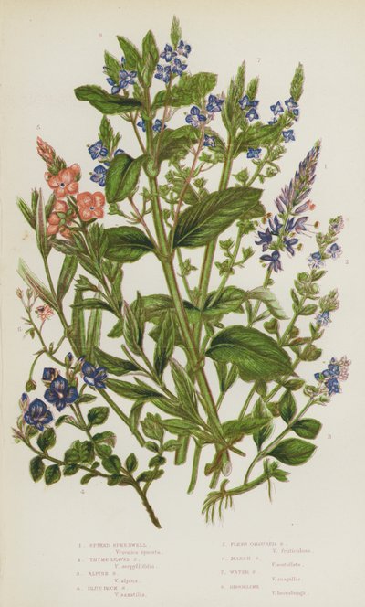 Plantas con flores de Gran Bretaña: Speedwell de espiga, Speedwell de hoja de tomillo, Speedwell alpino, Speedwell de roca azul, Speedwell de color carne, Speedwell de pantano, Speedwell de agua, Brooklime (litografía en color). de English School
