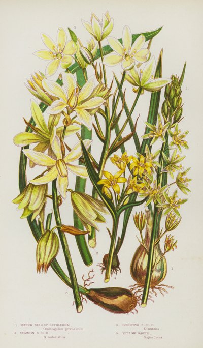 Plantas con Flores de Gran Bretaña: Estrella de Belén Espigada, Estrella de Belén Común, Estrella de Belén Caída, Gagea Amarilla (litografía en color) de English School