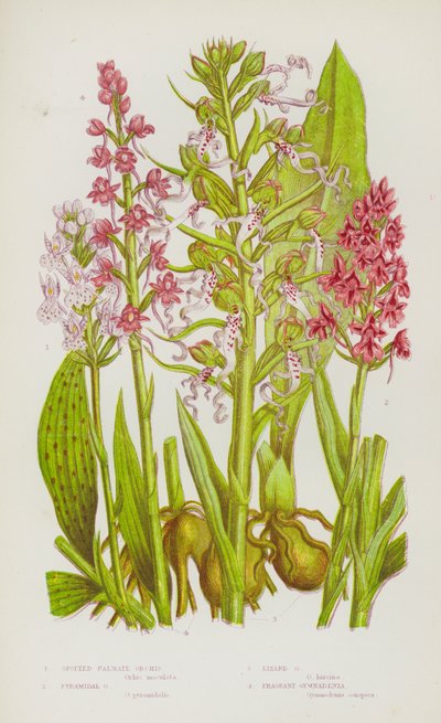 Plantas con flores de Gran Bretaña: Spotted Palmate Orchis, Pyramidal Orchis, Lizard Orchis, Fragrant Gymnadenia (litografía en color) de English School