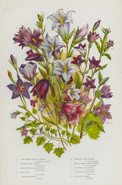 Plantas con flores de Gran Bretaña: Flor de campanilla, Flor de campanilla, Flor de campanilla, Flor de campanilla gigante, Flor de campanilla rastrera, Flor de campanilla, Flor de campanilla, Flor de campanilla, Flor de campanilla, Flor de campanilla (col de English School