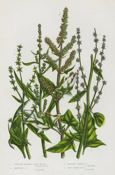 Plantas con flores de Gran Bretaña: Orache de hojas de alabarda extendida, Orache de hojas triangulares, Orache estrecha extendida, Orache de hojas de hierba marina de English School