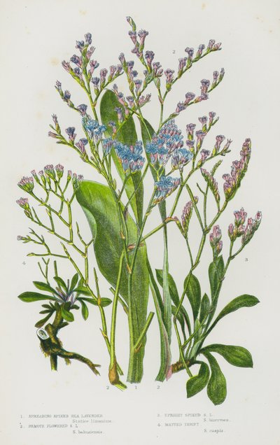 Plantas con flores de Gran Bretaña: Lavanda de mar de espiga extendida, Lavanda de mar de flor remota, Lavanda de mar de espiga erguida, Trébol enmarañado de English School