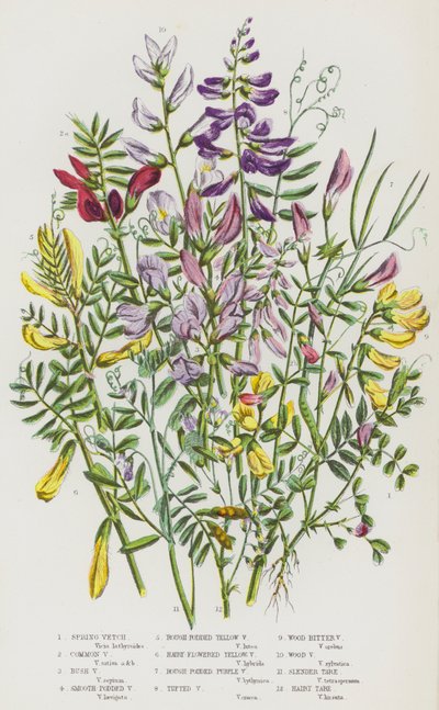 Plantas con flores de Gran Bretaña: Veza de primavera, Veza común, Veza arbustiva, Veza de vaina lisa, Veza amarilla de vaina rugosa, Veza amarilla de flor peluda, Veza púrpura de vaina rugosa, Veza en racimo, Veza amarga de madera, Veza de madera, Tare de de English School