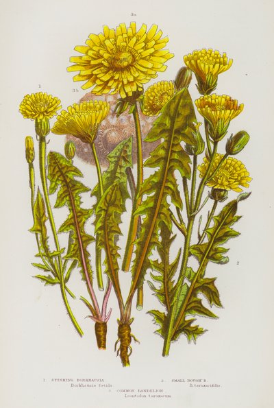 Plantas con Flores de Gran Bretaña: Borkhausia Apestosa, Pequeña Borkhausia Áspera, Diente de León Común de English School