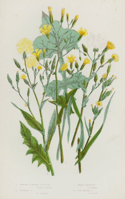 Plantas con flores de Gran Bretaña: Lechuga de olor fuerte, Lechuga espinosa, Lechuga menor, Lechuga de hoja de hiedra (litografía en color) de English School