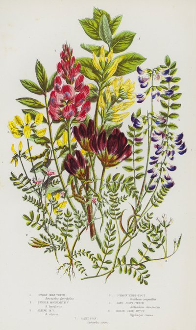 Plantas con flores de Gran Bretaña: Astrágalo dulce, Astrágalo de montaña púrpura, Astrágalo alpino, Pie de pájaro común, Vicia de arena, Vicia de herradura, Saint Foin de English School
