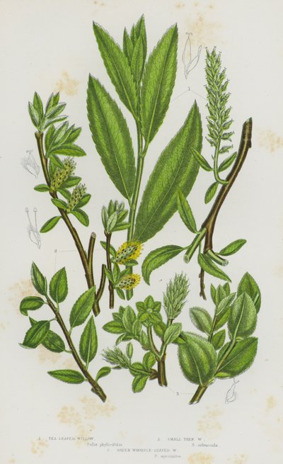 Plantas con flores de Gran Bretaña: Sauce de hojas de té, Sauce de árbol pequeño, Sauce de hojas verdes de arándano de English School