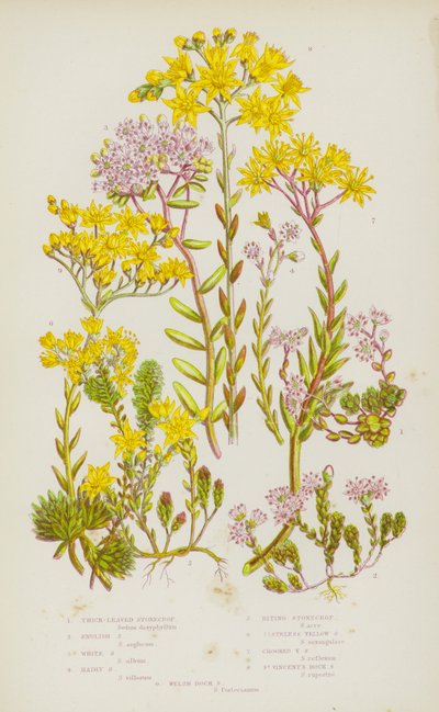 Plantas con flores de Gran Bretaña: Sedum de hojas gruesas, Sedum inglés, Sedum blanco, Sedum peludo, Sedum mordedor, Sedum amarillo insípido, Sedum amarillo torcido, Sedum de roca de San Vicente, Sedum de roca galés de English School