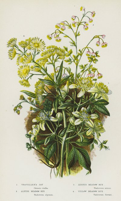 Plantas con flores de Gran Bretaña: Alegría del viajero, Ruda de pradera alpina, Ruda de pradera menor, Ruda de pradera amarilla de English School