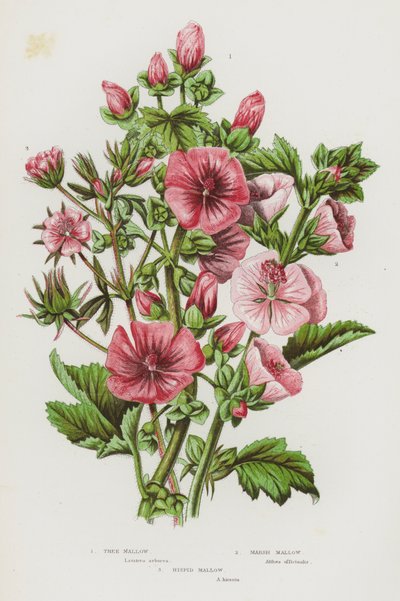 Plantas con flores de Gran Bretaña: Malva arbórea, malva de los pantanos, malva hispídica (litografía en color) de English School