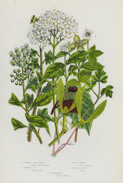 Plantas con flores de Gran Bretaña: Tuberous Moschatell, Common Ivy, Wild Cornel, Dwarf Cornel, Mistletoe (litografía en color) de English School