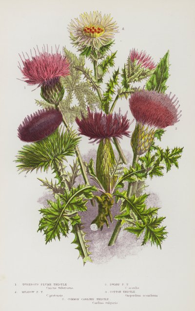 Plantas con flores de Gran Bretaña: Tuberous Plume Thistle, Meadow Plume Thistle, Dwarf Plume Thistle, Cotton Thistle, Common Carline Thistle (litografía en color) de English School