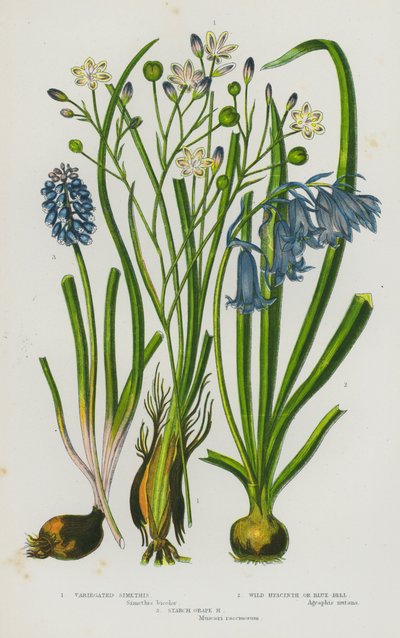 Plantas con Flores de Gran Bretaña: Simethis Variegado, Jacinto Silvestre o Campanilla Azul, Jacinto de Uva de Almidón de English School