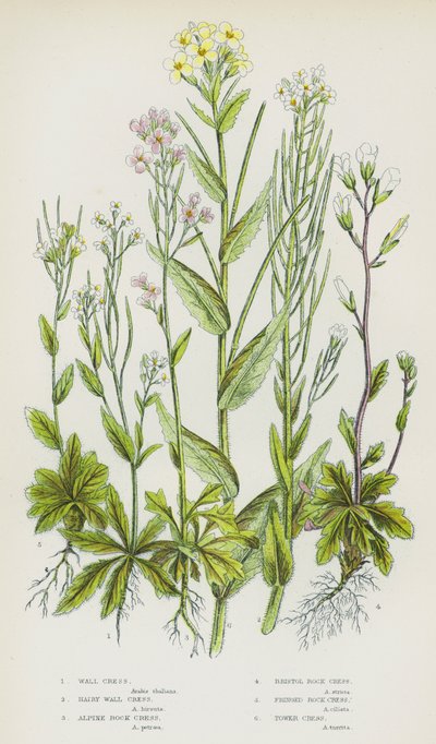 Plantas con flores de Gran Bretaña: Berro de muro, berro de muro peludo, berro de roca alpino, berro de roca de Bristol, berro de roca con flecos, berro de torre (litografía en color). de English School