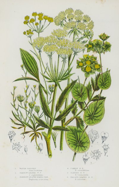 Plantas con flores de Gran Bretaña: Parsnep de agua, Parsnep de agua de hoja estrecha, Oreja de liebre de hoja estrecha, Oreja de liebre común, Oreja de liebre esbelta, Oreja de liebre de hoja falcada de English School